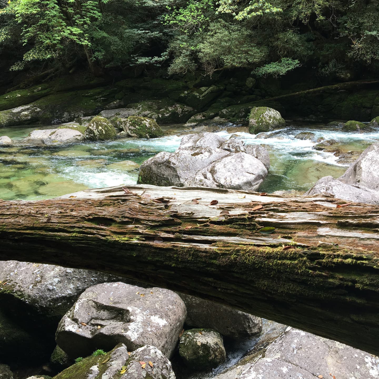 屋久島の北のゆのこの湯