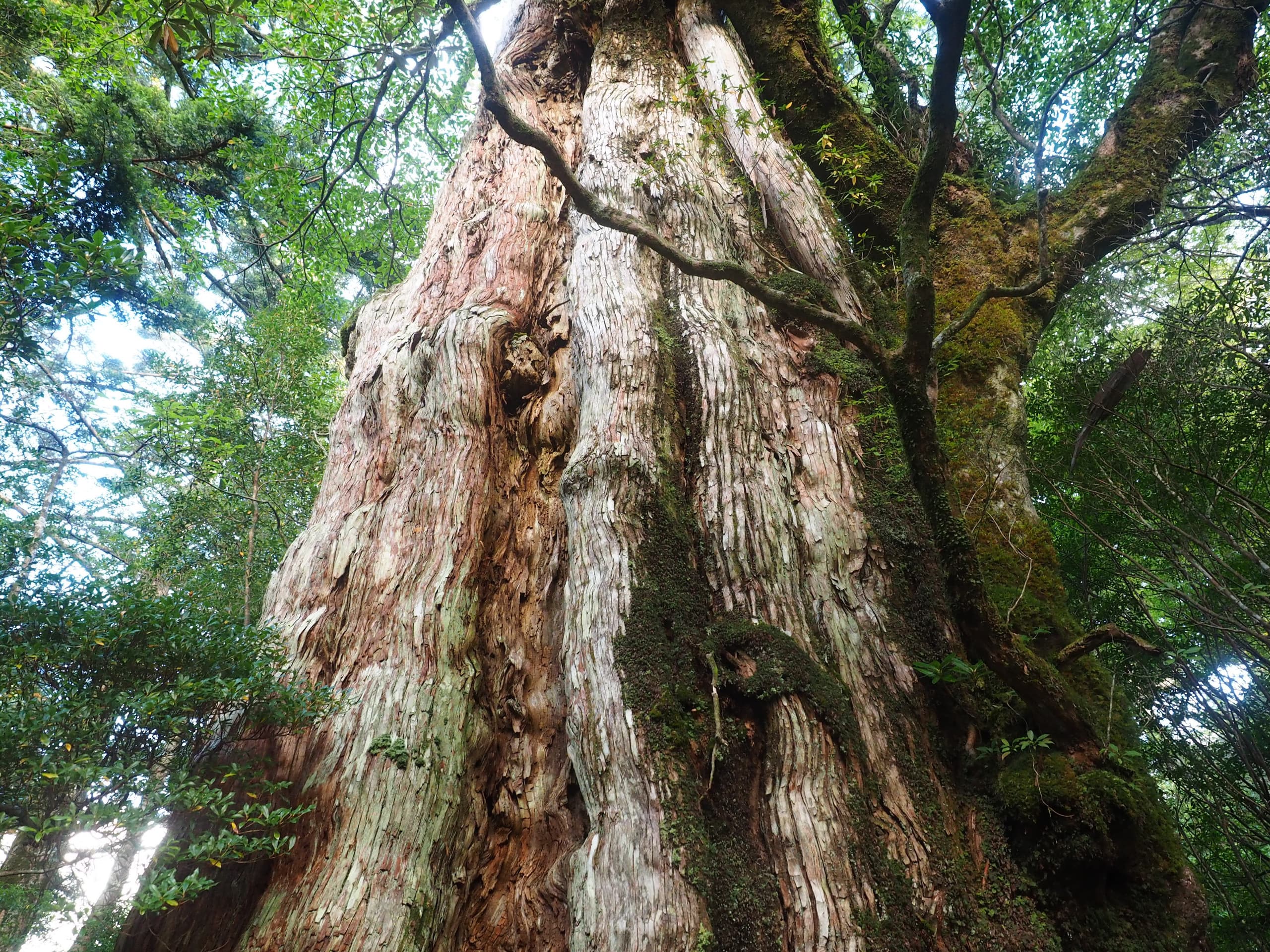 屋久島に佇む朝の縄文杉